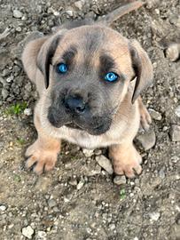 Cucciolo cane corso