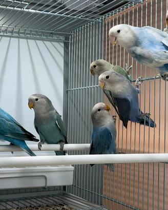 Inseparabili