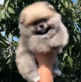 spitz di pomerania nano 