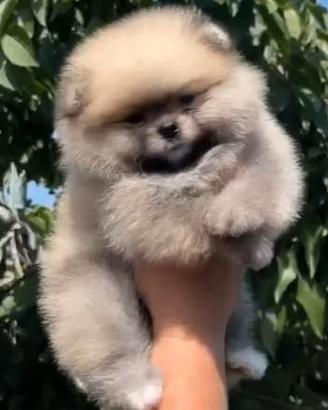 spitz di pomerania nano 