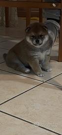 Cuccioli di shiba inu