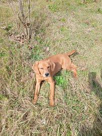cane taglia media maschio
