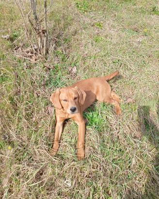 cane taglia media maschio