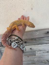 Geco leopardino