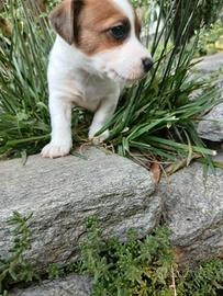 Jack russell terrier