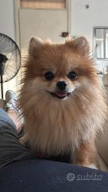Pomerania