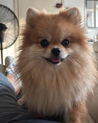 Pomerania