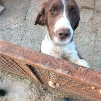 Choker spaniel femmina