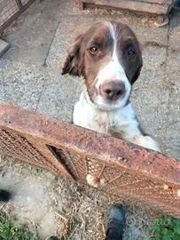 Choker spaniel femmina