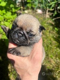 Cuccioli di carlino con pedigree Enci