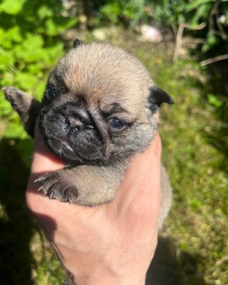 Cuccioli di carlino con pedigree Enci