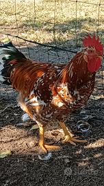 Gallo Millefiori di Lonigo