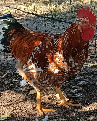 Gallo Millefiori di Lonigo