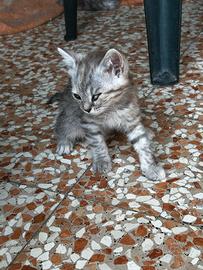 Gattina azzurrina