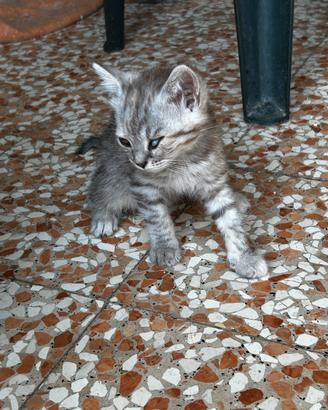 Gattina azzurrina