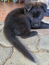 Cuccioli di Pastore