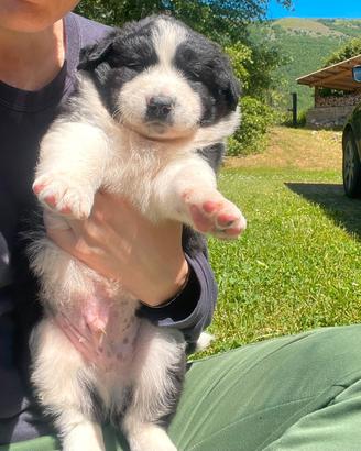 4 cuccioli maschi