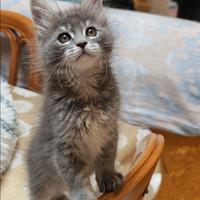 Maine Coon ultime bimbe