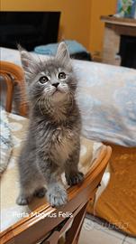 Maine Coon ultime bimbe