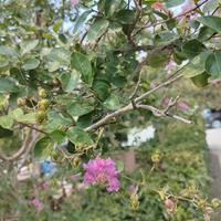 Pianta da giardino