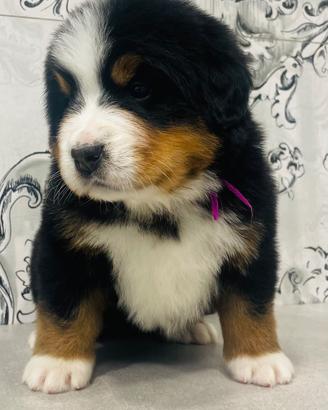 Cuccioli Bovaro del Bernese