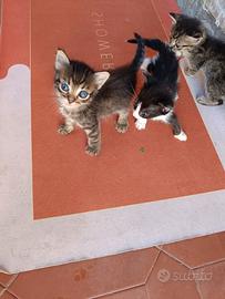 Gattine femmine 
