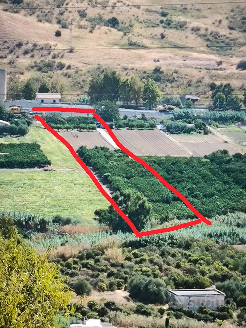 Agrumeto a 200 metri dalla SS113 Termini Imerese - Vista 2