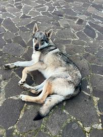 Cane lupo Cecoslovacco