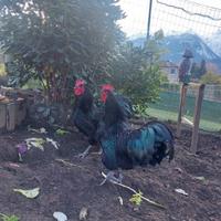 Gallo Australorp di 6 mesi
