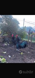Gallo Australorp di 6 mesi