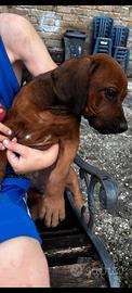 Cuccioli Rhodesian ridgeback