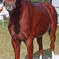 Sanissimo e dolcissimo PSI