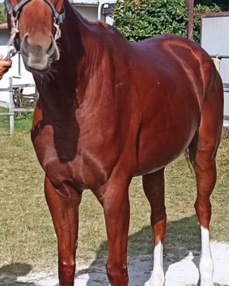 Sanissimo e dolcissimo PSI