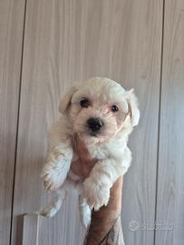 cuccioli di maltese 