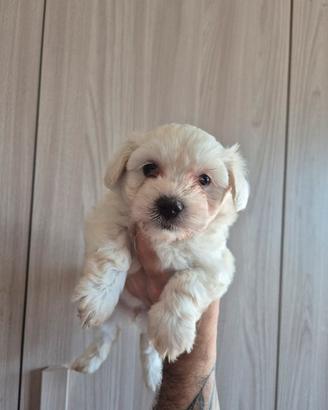 cuccioli di maltese 