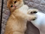 Immagine 4