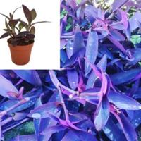 Tradescantia Pallida Purpurea - Vaso Erba Miseria