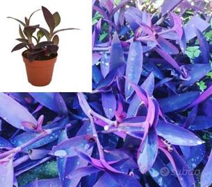 Tradescantia Pallida Purpurea - Vaso Erba Miseria