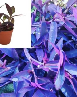 Tradescantia Pallida Purpurea - Vaso Erba Miseria