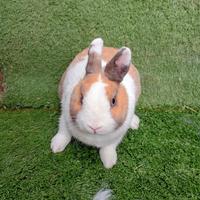 Coniglio nano da compagnia