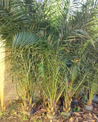 Palme