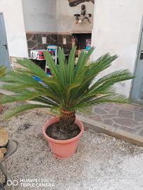 Pianta Cycas 