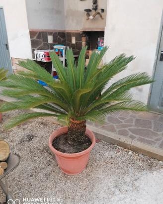 Pianta Cycas 