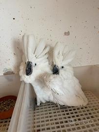 Cacatua alba (pet)