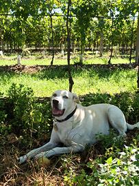 Cane Pedro