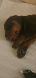 Dobermann