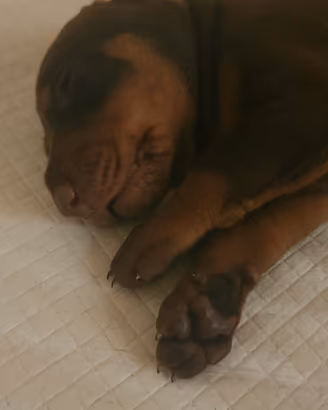 Dobermann