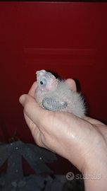 Calopsite da imbecco