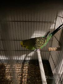 Coppia cocorite