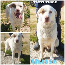 Ulisse è da tanto che attende una famiglia